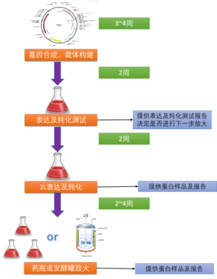 艾柏森生物科技-噬菌体构建与筛选、抗体开发服务、抗体工程服务